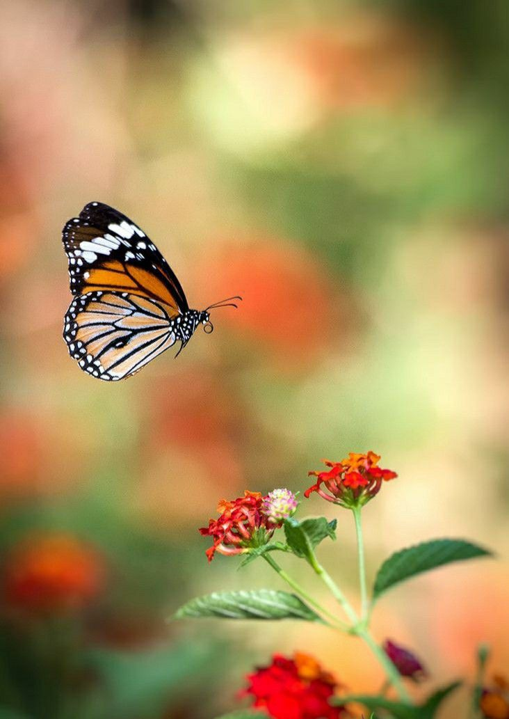 RidgelawnPlace Monarch Butterflies Photography Monarch Butterfly 