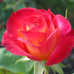 Romantic Flowers Rose