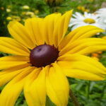 Rudbeckia Yellow Flower Image Picture Photo Printable Poster