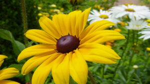 Rudbeckia Yellow Flower Image Picture Photo Printable Poster