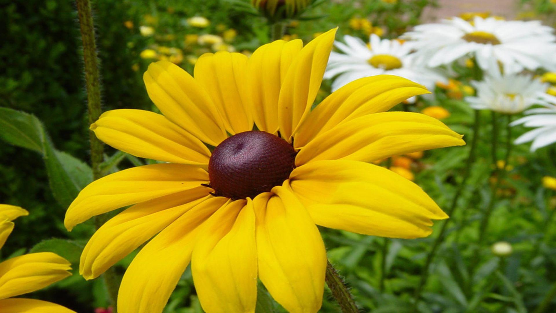 Rudbeckia Yellow Flower Image Picture Photo Printable Poster 