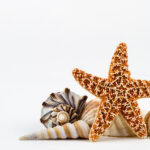 Seashells And A Starfish Photograph By Dawna Moore Photography