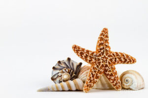 Seashells And A Starfish Photograph By Dawna Moore Photography