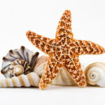 Seashells And A Starfish Photograph By Dawna Moore Photography