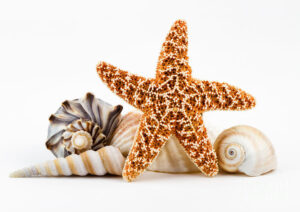 Seashells And A Starfish Photograph By Dawna Moore Photography