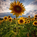 Sunflower Backgrounds Wallpaper Cave