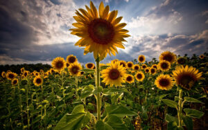 Sunflower Backgrounds Wallpaper Cave