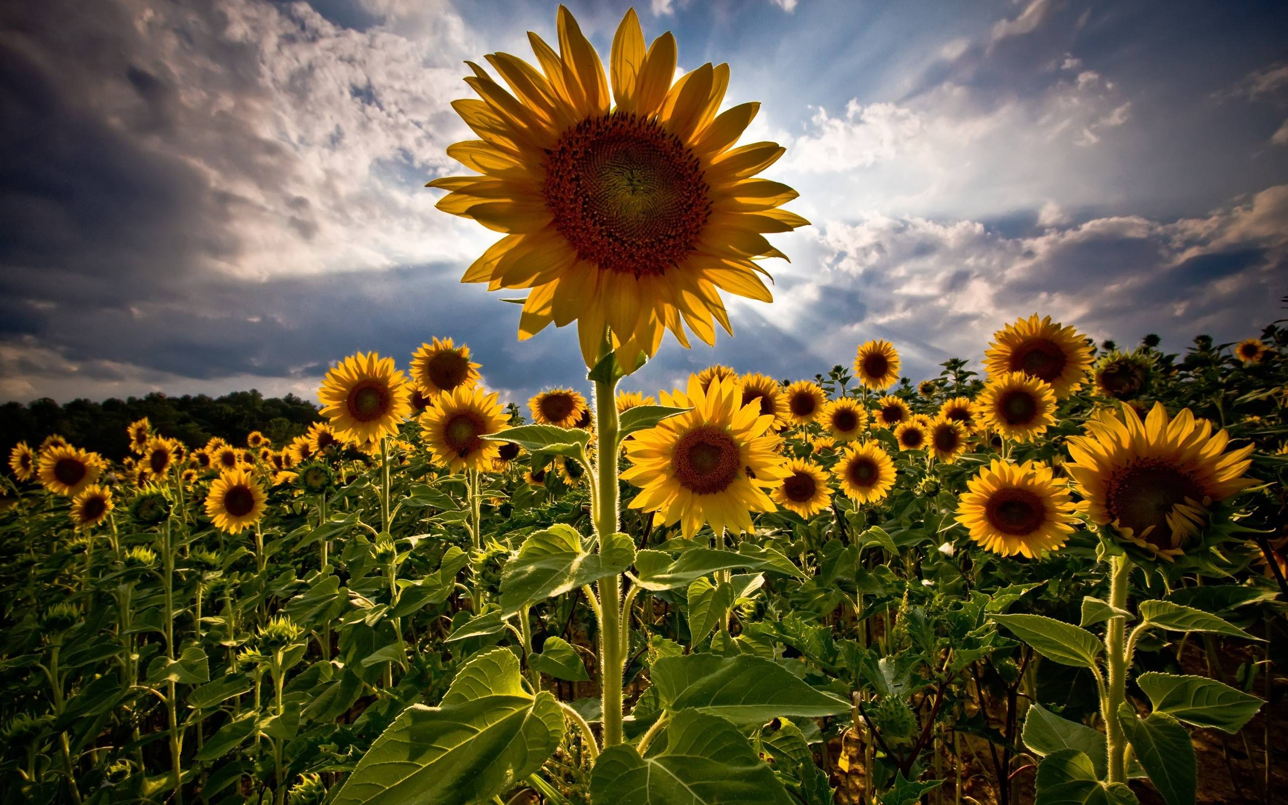 Sunflower Backgrounds Wallpaper Cave