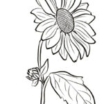 Sunflower Coloring Page Sunflower Coloring Pages Sunflower Drawing