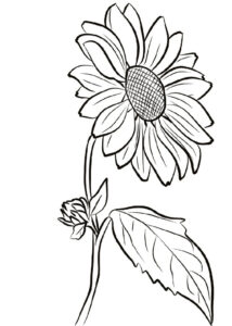 Sunflower Coloring Page Sunflower Coloring Pages Sunflower Drawing