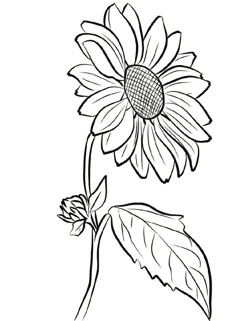 Sunflower Coloring Page Sunflower Coloring Pages Sunflower Drawing 