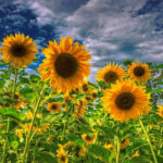 Sunflower Field Wallpaper Beautiful Flowers Pictures Sunflower Field