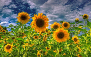 Sunflower Field Wallpaper Beautiful Flowers Pictures Sunflower Field
