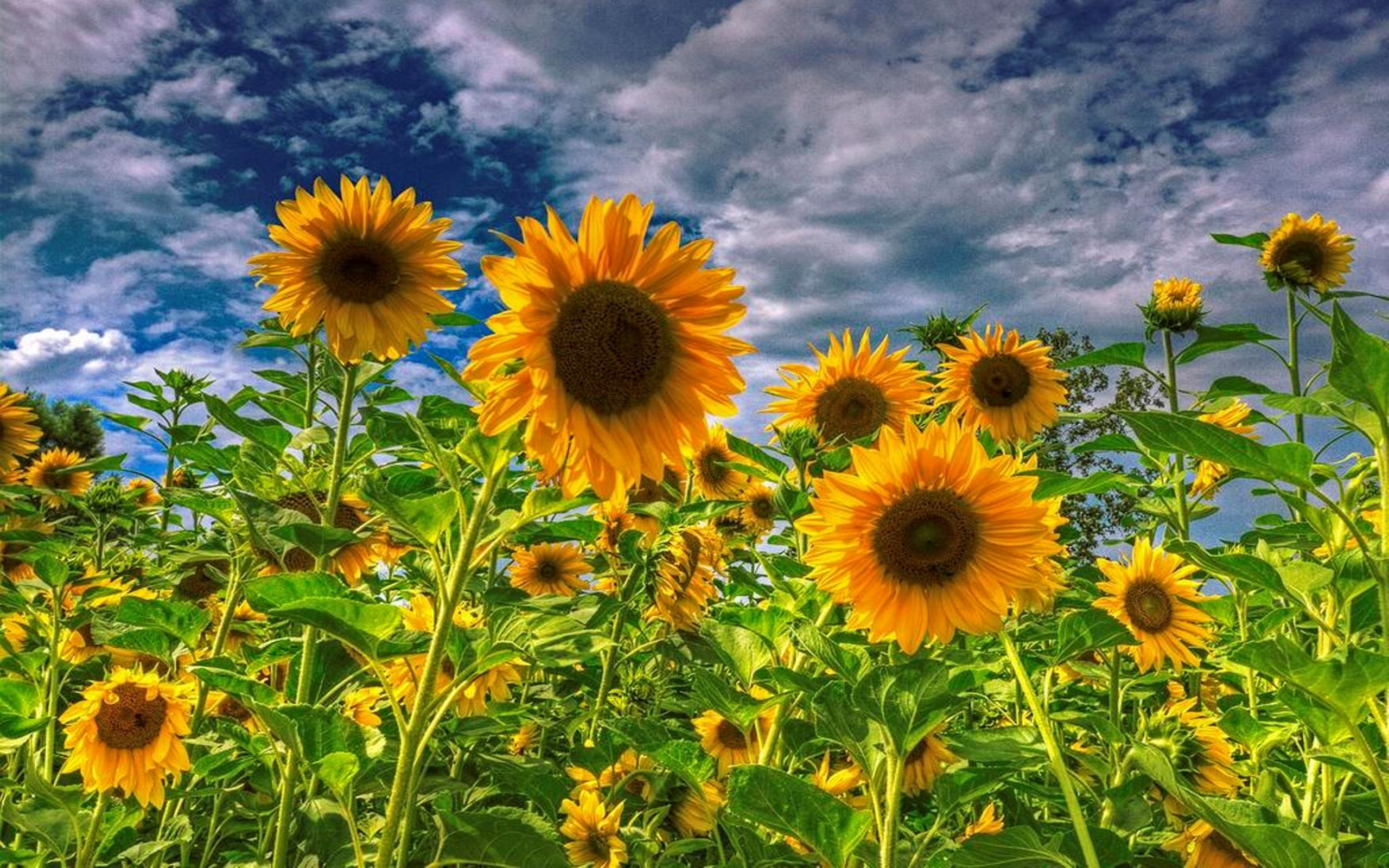 Sunflower Field Wallpaper Beautiful Flowers Pictures Sunflower Field 