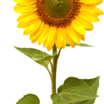 Sunflower PNG