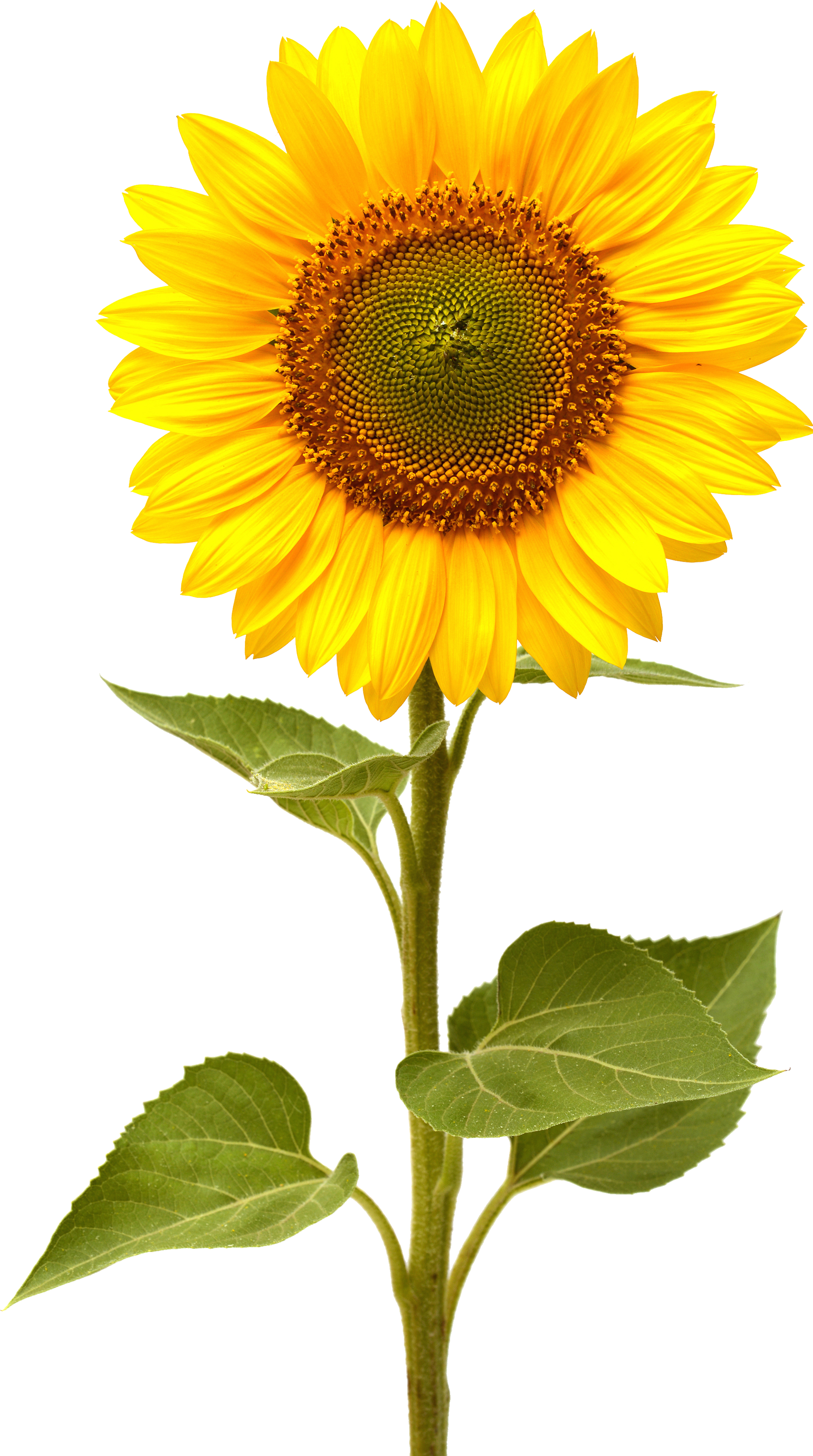 Sunflower PNG