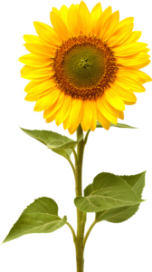 Sunflower PNG