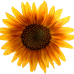 Sunflower PNG Sunflower Transparent Background FreeIconsPNG