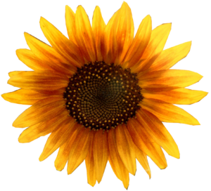 Sunflower PNG Sunflower Transparent Background FreeIconsPNG