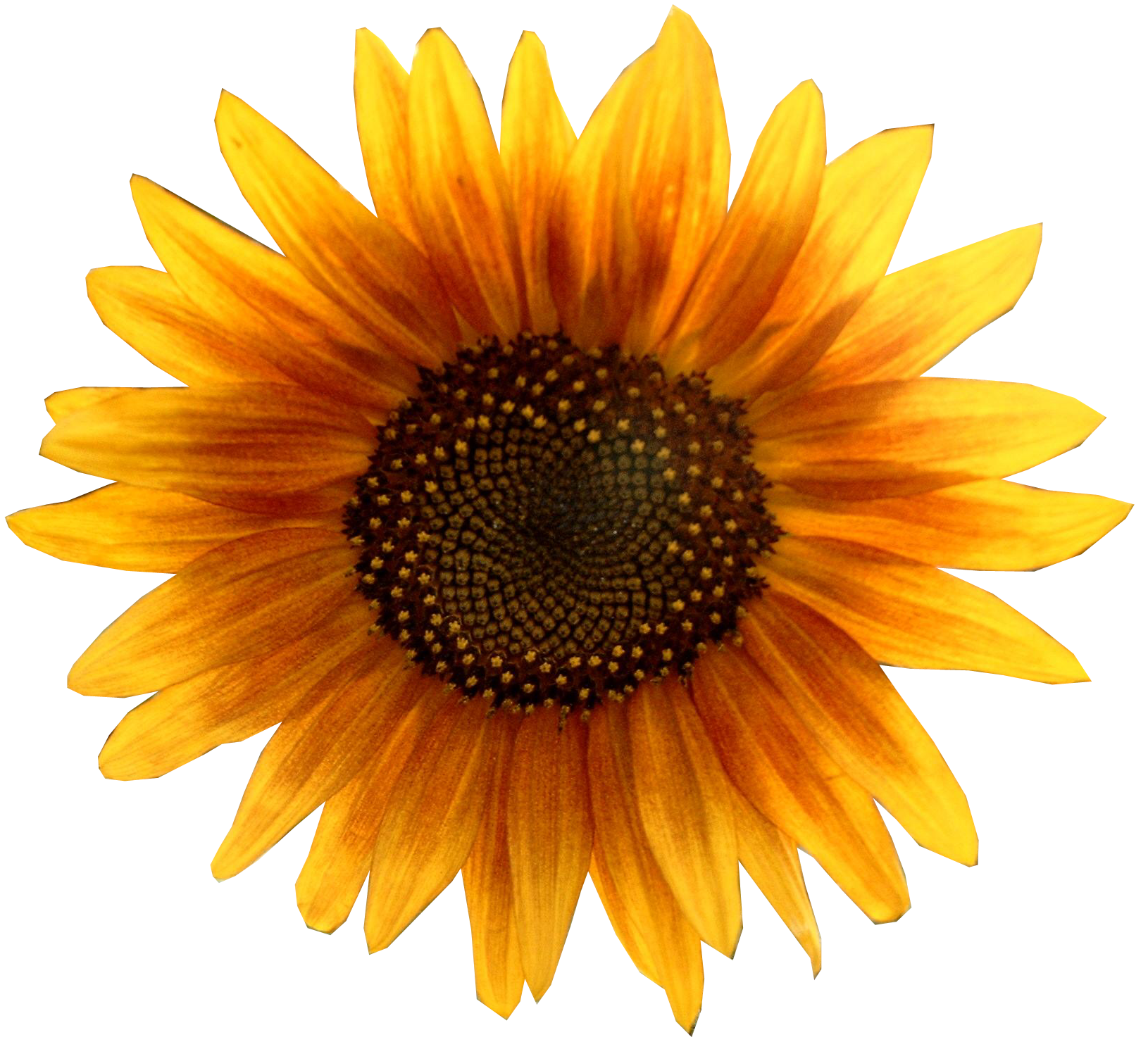 Sunflower PNG Sunflower Transparent Background FreeIconsPNG