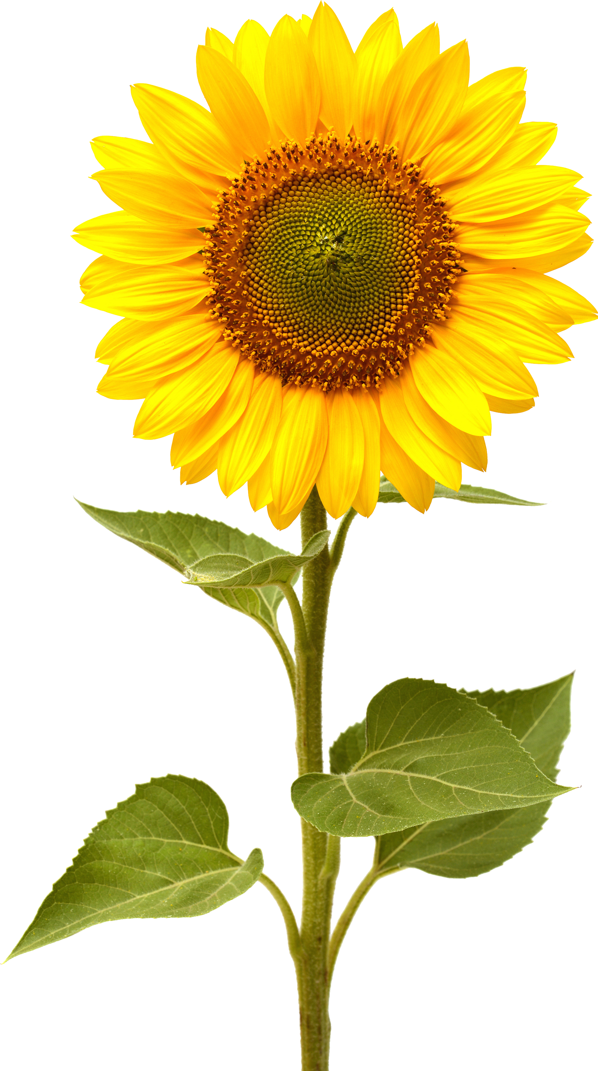 Free Printable Pictures Of Sunflowers