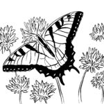 Swallowtail Butterfly Coloring Page Art Starts