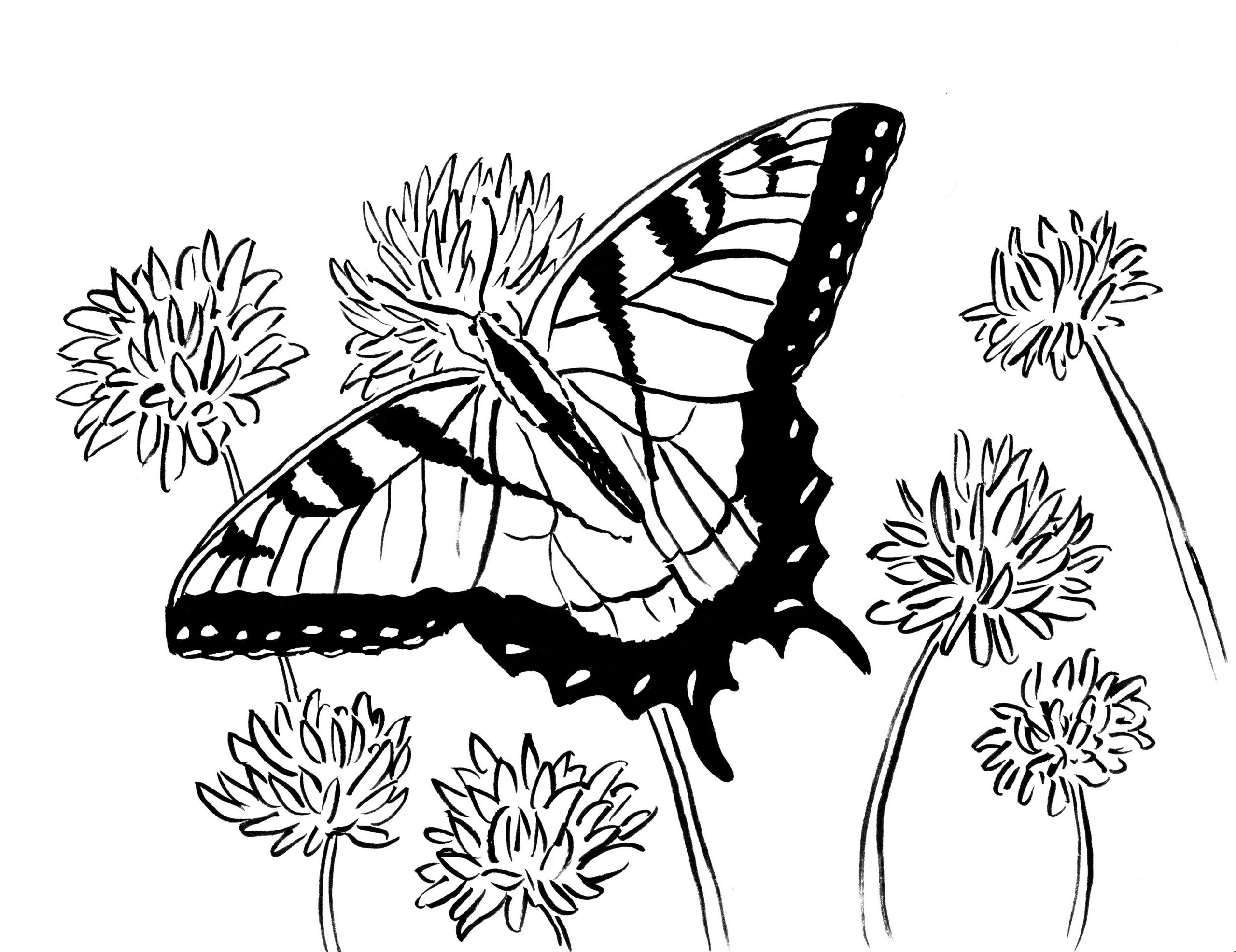 Swallowtail Butterfly Coloring Page Art Starts