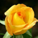 Symbolic Meaning Of The Truly Spectacular Yellow Roses Gardenerdy