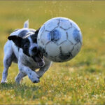 These 30 Animals Are Seriously In Love With Soccer