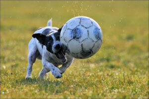 These 30 Animals Are Seriously In Love With Soccer