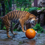 Tiger Playing With A Ball Wallpaper Animal Wallpapers 34884