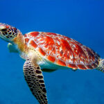 Top 27 Sea Animals Wallpapers IN HD