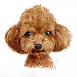 Toy Poodle Drawing At GetDrawings Free Download