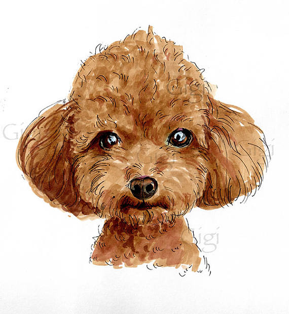 Toy Poodle Drawing At GetDrawings Free Download