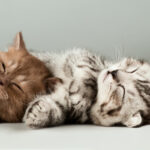 Two Cute Kittens Sleeping Wallpaper Download Kitten HD Wallpaper Appraw