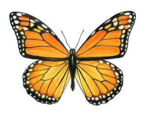 watercolor butterfly monarch print fine etsy art iiMonarch