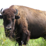 Welcome To Fun2shh World Latest Buffalo Animal Wallpapers Download For
