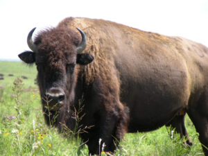 Welcome To Fun2shh World Latest Buffalo Animal Wallpapers Download For