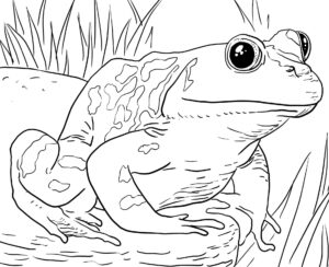 Zoo Animals Coloring Pages Best Coloring Pages For Kids