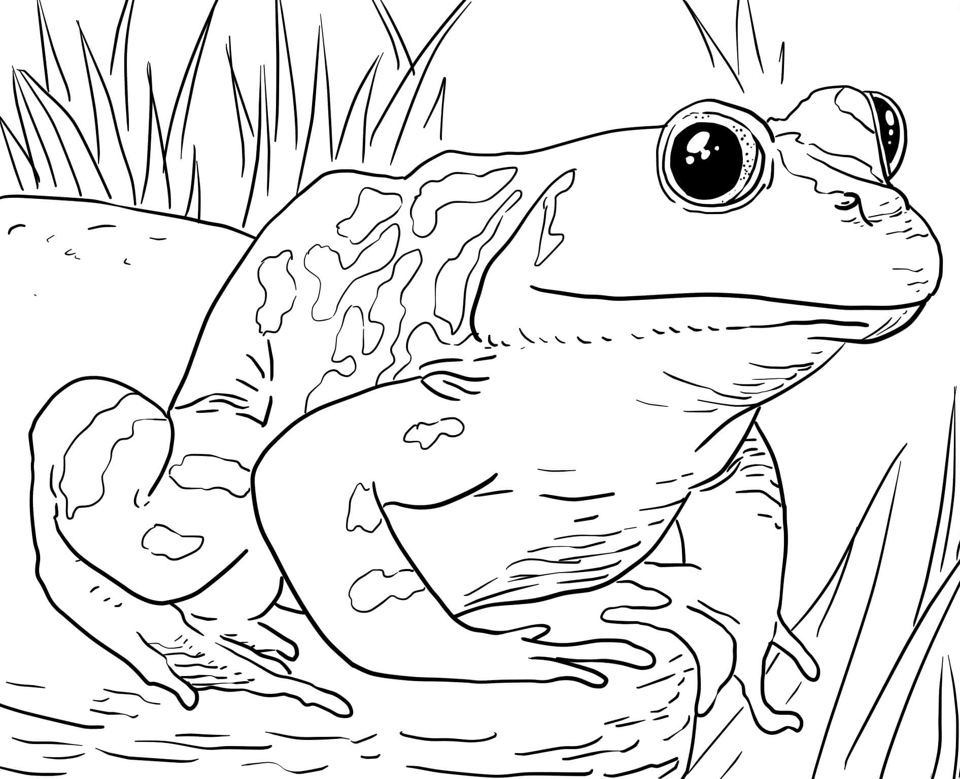 Printable Pictures Of Animals To Color