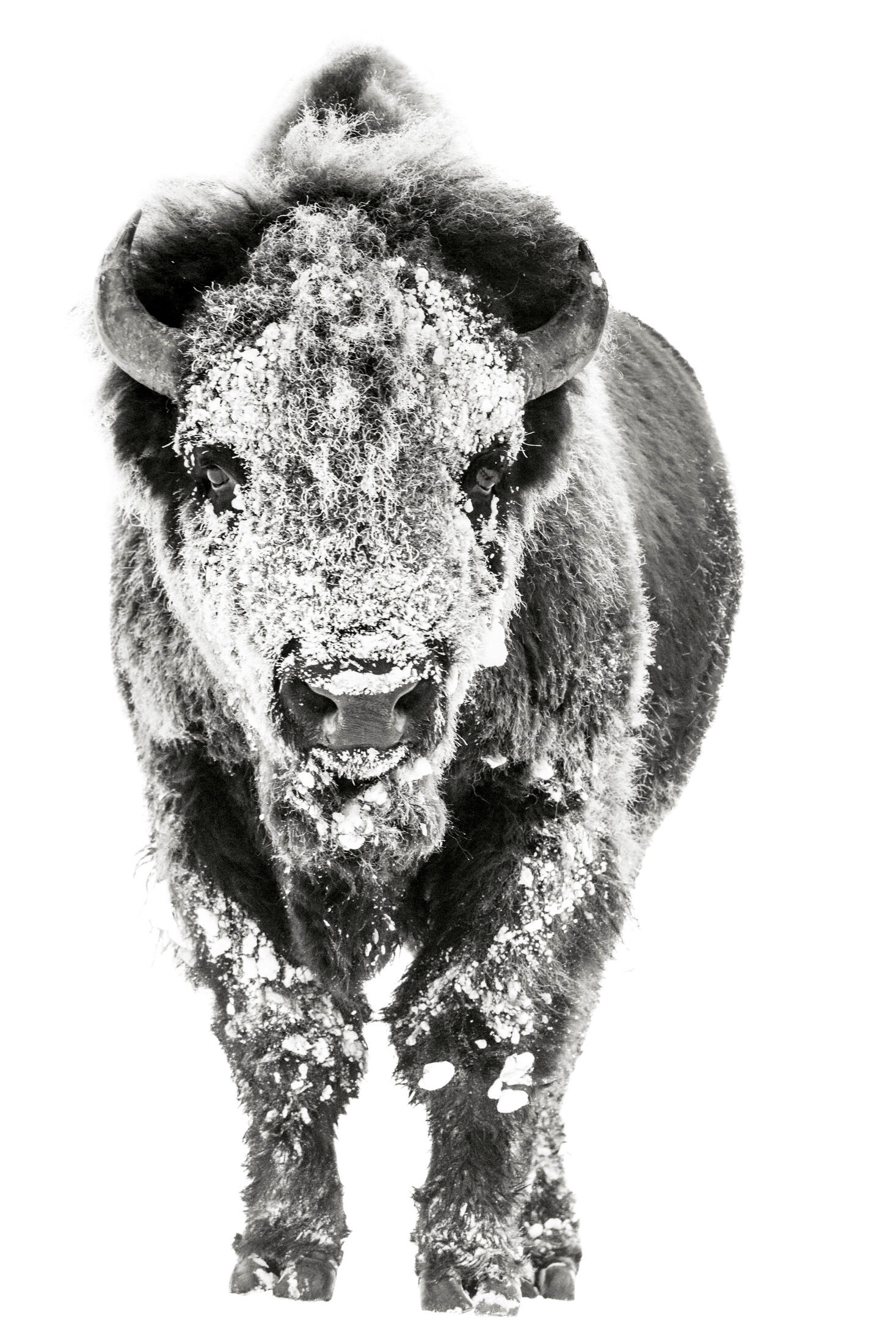 Bison Buffalo Photos