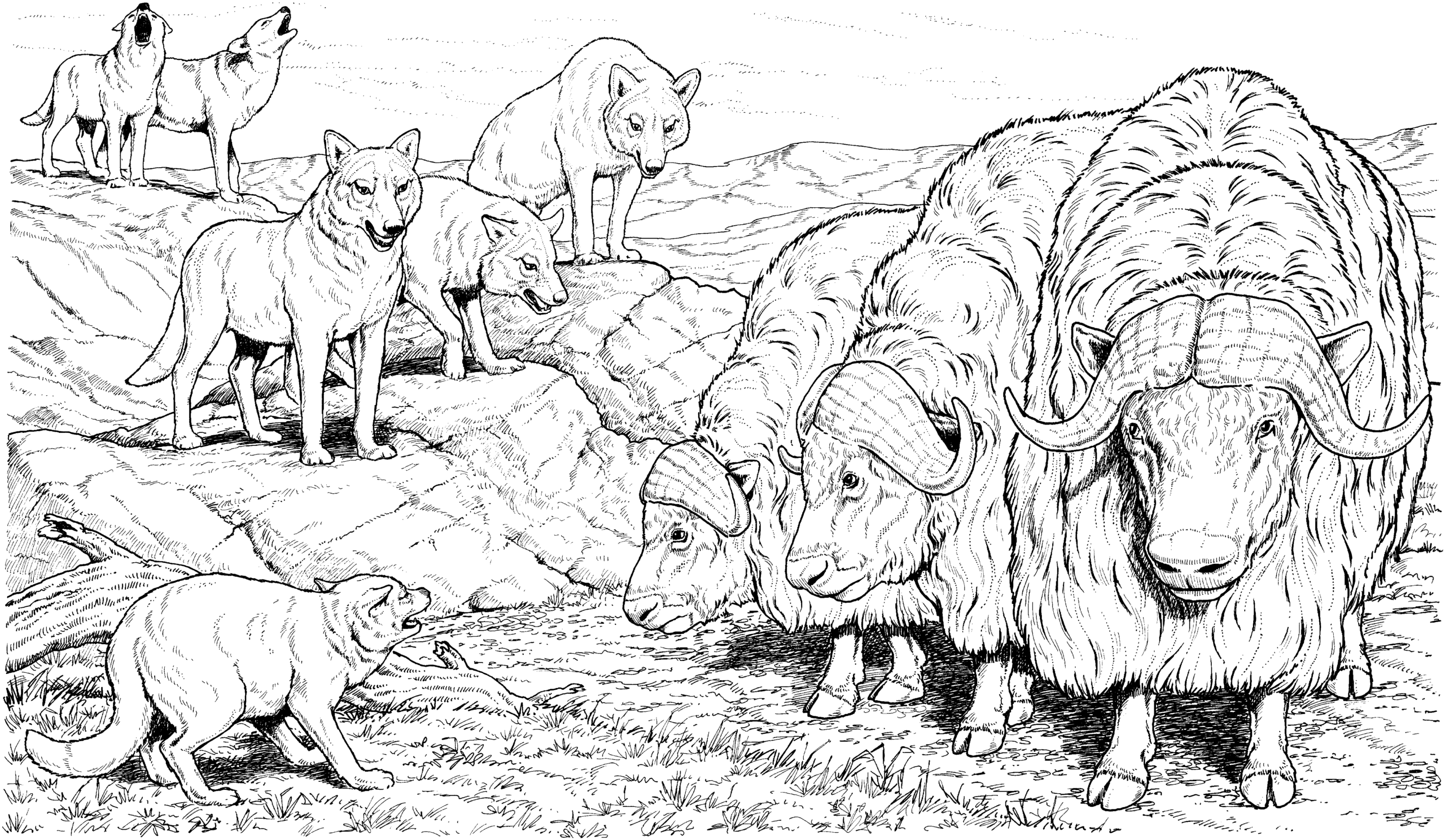 Buffalo Coloring Pages