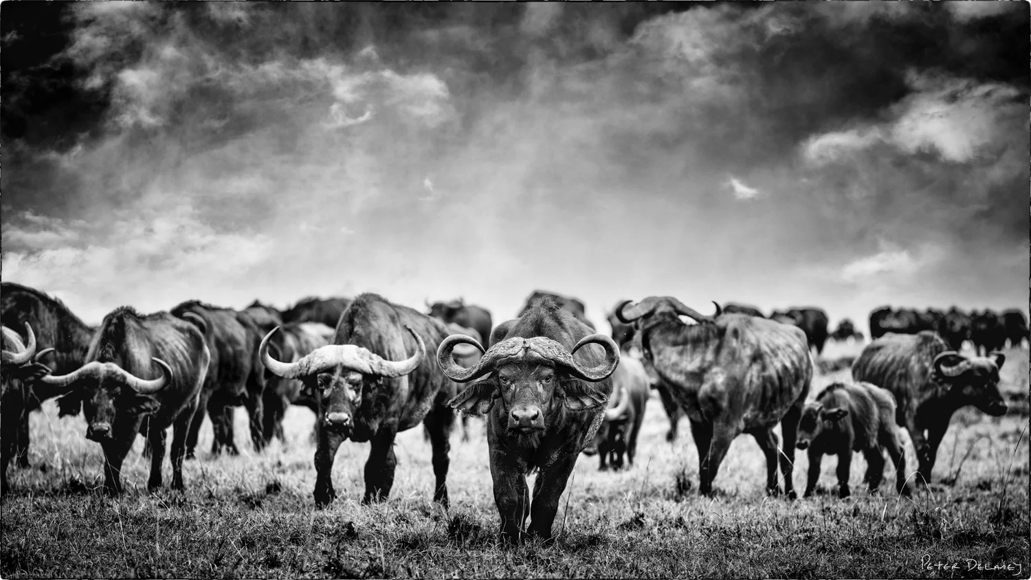 Buffalo Herd Y69h4