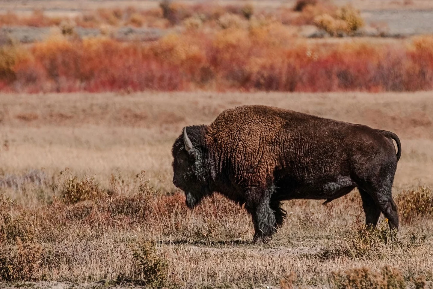 free pictures to print of buffalo