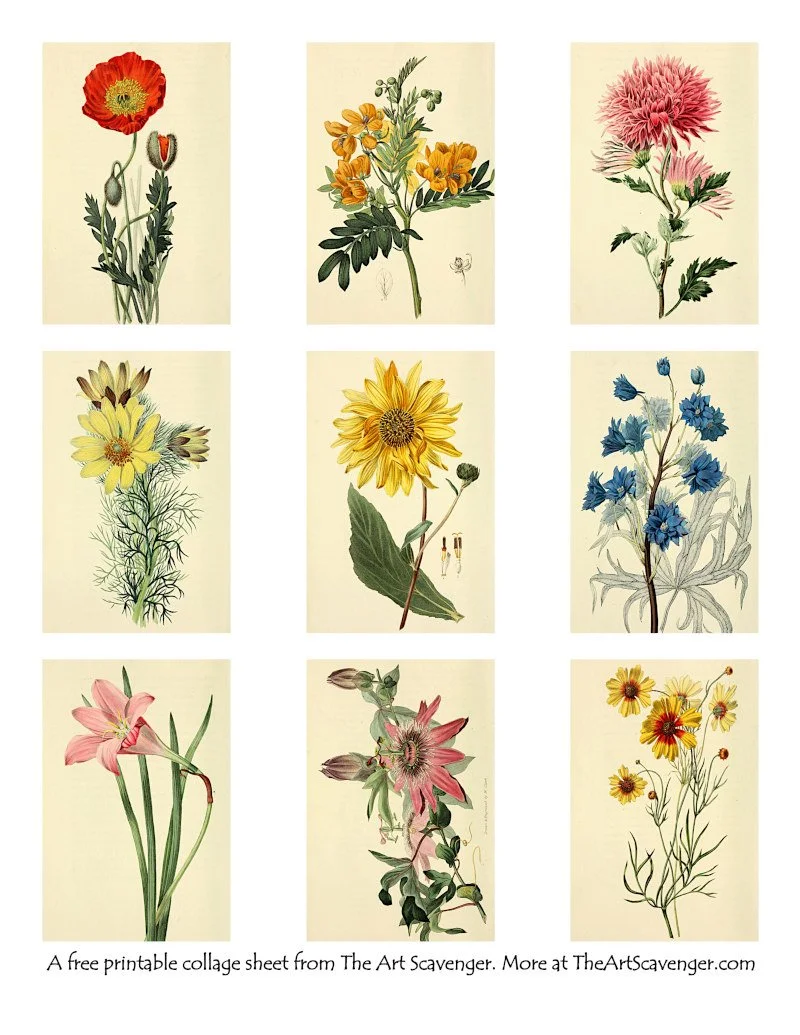 Conspicuous Flowers
