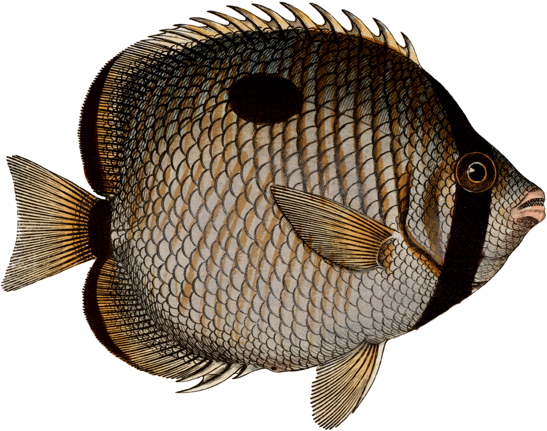 Free Fish Clip Art