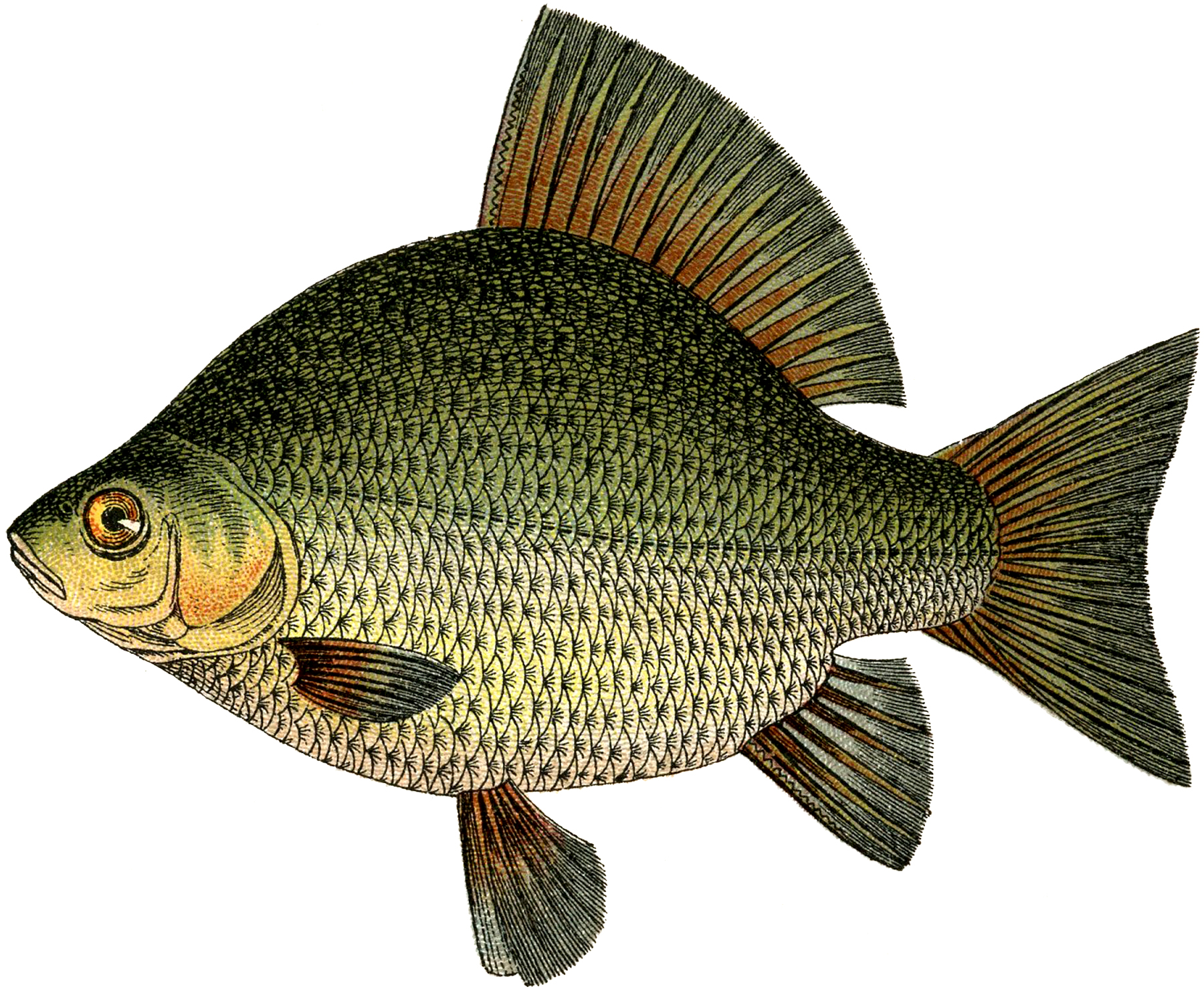 free printable pictures of real fish