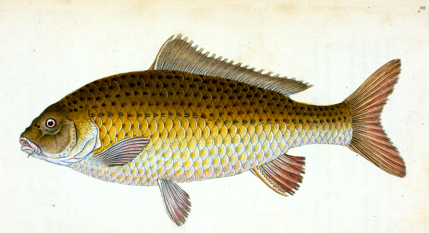 Free Fish Clip Art