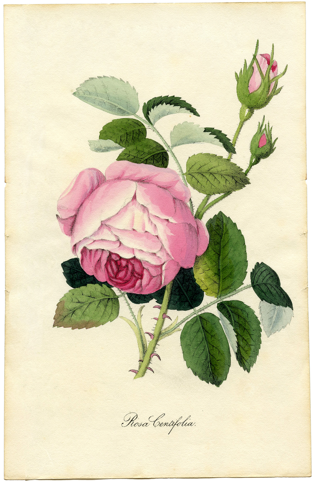 Free Vintage Flower Images