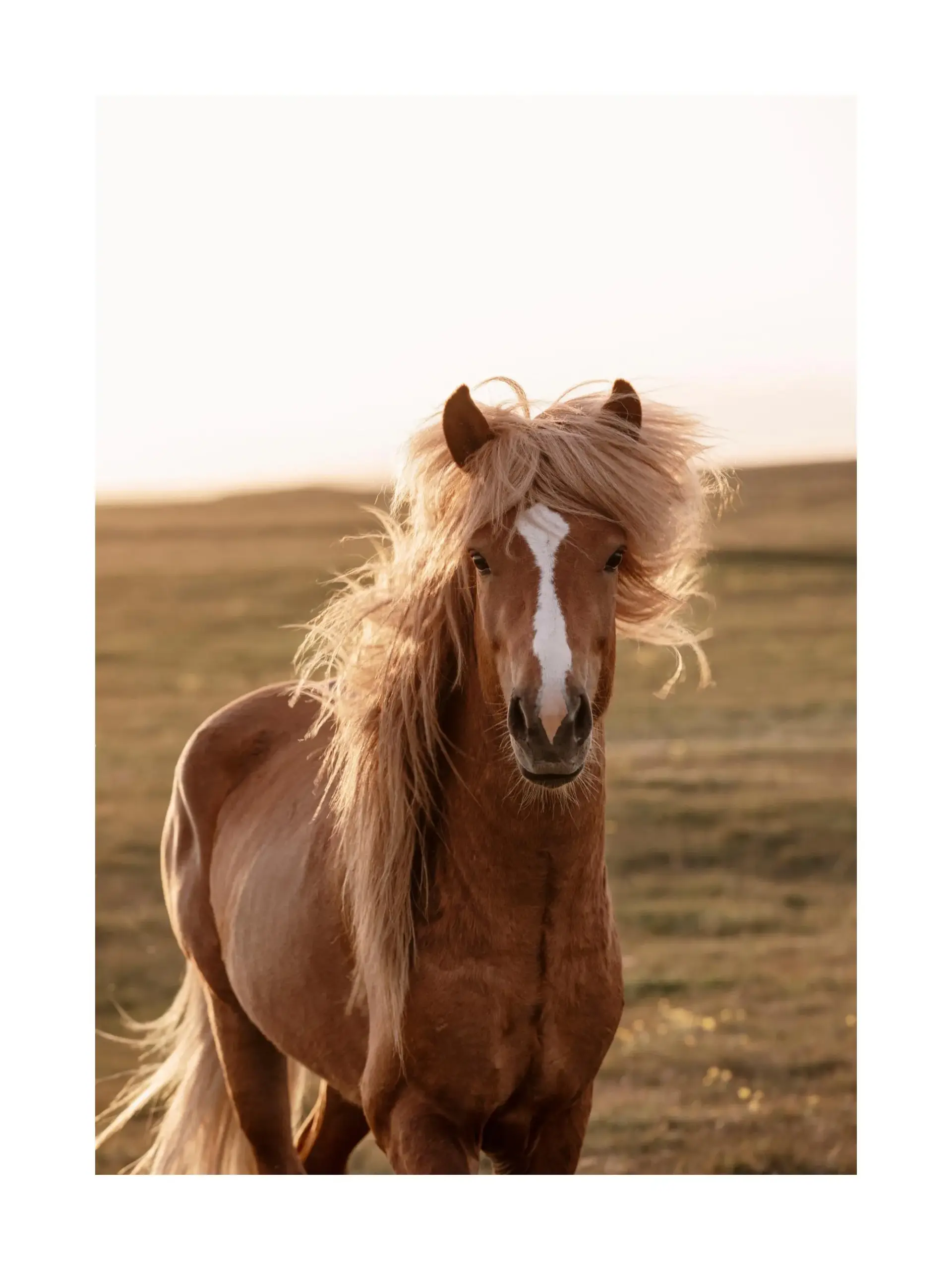Golden Horse Print Golden Horse Print